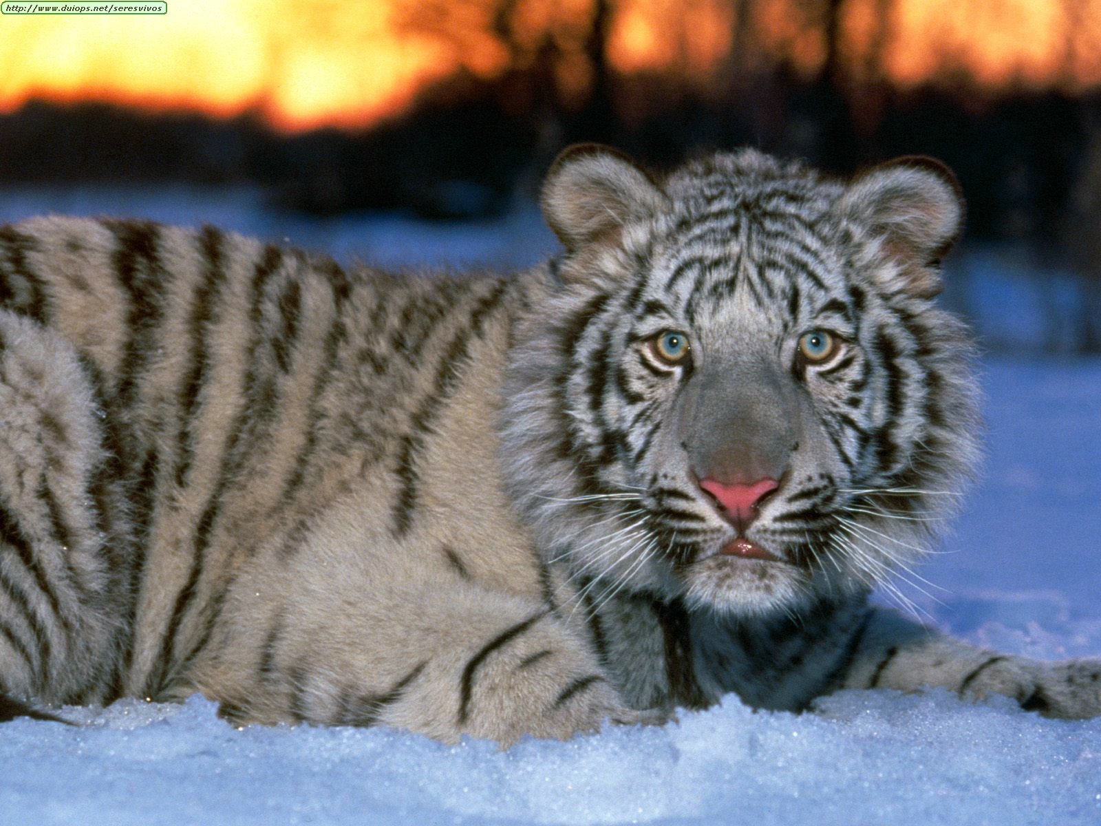 tn white tiger